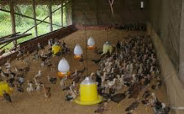 Quy trình kỹ thuật sử dụng chế phẩm BALASA N01 để tạo đệm lót sinh học nuôi gà