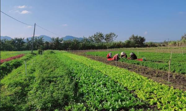 Đắk Lắk: Canh tác rau hữu cơ “thuận theo tự nhiên”