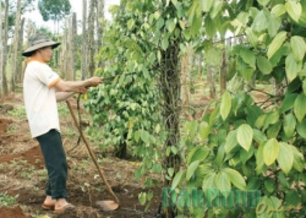 Bệnh hại trên cây hồ tiêu lan nhanh và biện pháp phòng trừ