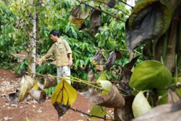 TÂY NGUYÊN: Nông dân lao đao với phân bón giả