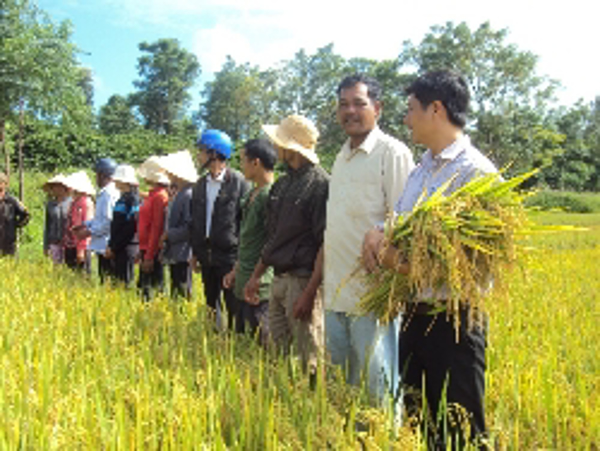 Trạm Khuyến nông Thị xã Buôn Hồ tổ chức Hội thảo đầu bờ Mô hình thâm canh lúa lai Xuyên Hương 178