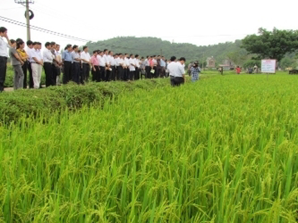 Trung tâm khuyến nông Đắk Lắk tổ chức lớp tập huân " Kỹ năng - Công tác khuyến nông Thanh niên" năm 2013