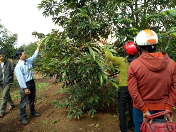 Hội thảo “Mô hình sản xuất sầu riêng bền vững” tại xã Tam Giang – Huyện Krông năng, Đắk Lắk