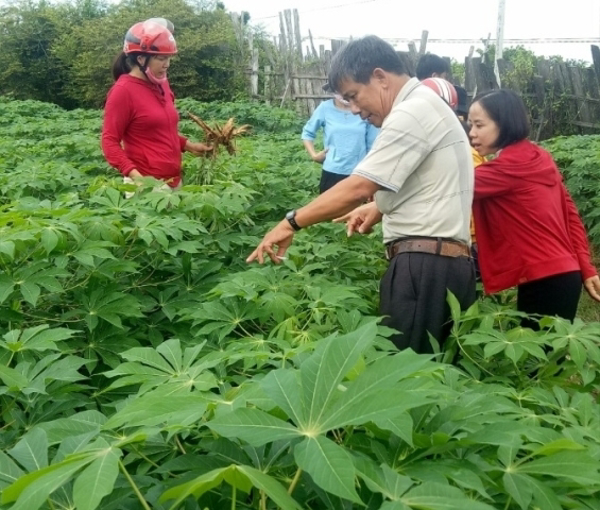 Tập huấn "Kỹ thuật trồng sắn thâm canh – sản xuất giống sạch bệnh và các biện pháp phòng trừ tổng hợp bệnh khảm lá sắn .