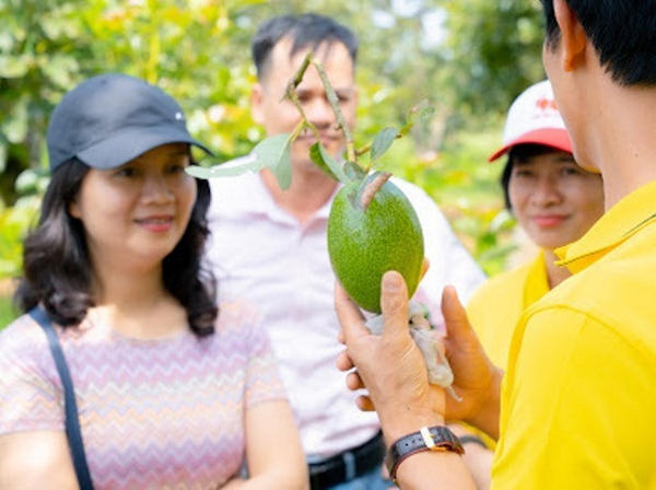 TP.Buôn Ma Thuột: Giá trị của quả bơ Úc, góp phần cho sự phát triển bền vững của sản phẩm cây ăn quả 