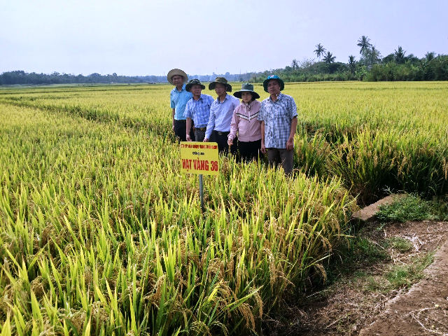 Chuẩn bị các điều kiện để thu hoạch lúa vụ đông xuân 2023 – 2024 