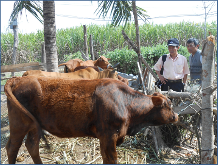 Đắk Lắk: Hiệu quả của Chương trình cải tạo đàn bò bằng thụ tinh nhân tạo