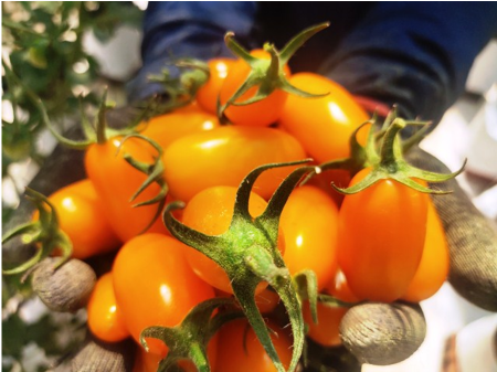 Thành phố Buôn Ma Thuột: Hiệu quả nhân rộng mô hình sản xuất cà chua trong nhà màng 