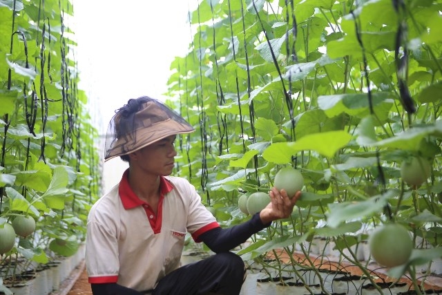 Phát triển 8 vùng nông nghiệp công nghệ cao ở Đắk Glong