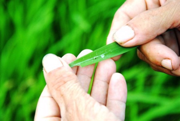 Thông báo tình hình sinh vật 7 ngày (Tuần 16, từ 14/4 - 20/4/2021)
