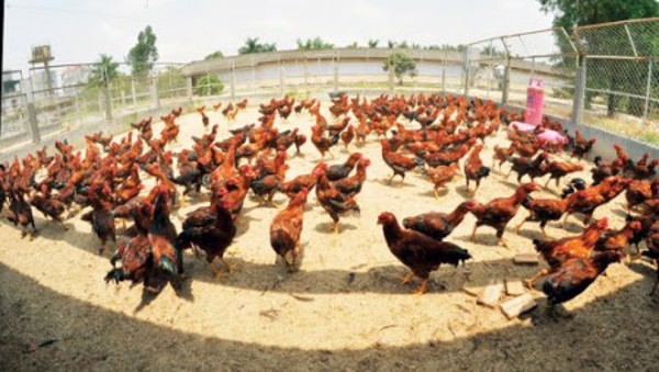 Hướng dẫn chọn giống gà; các loại giống gà
