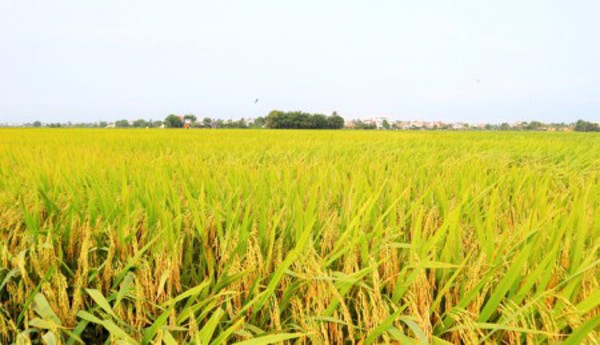 Nông dân cần phải bố trí thời vụ và có biện pháp chính nào có thể hạn chế sự gây hại của sâu keo mùa thu