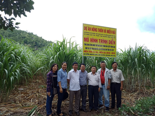 MÍA ĐƯỜNG PHÚ YÊN: CẢI TIẾN ĐỂ THÍCH ỨNG