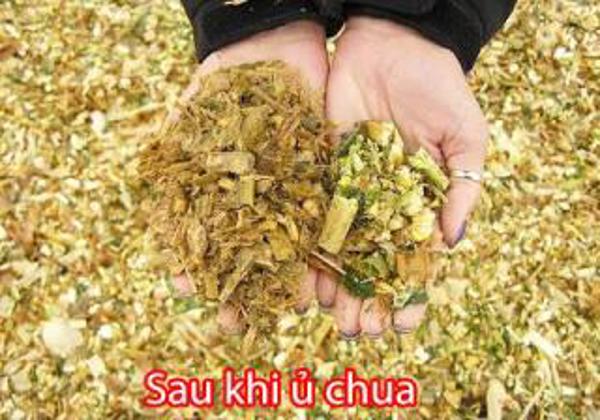 Tư vấn: Cung cấp địa chỉ mua giống cây bưởi da xanh tại Phú Yên.