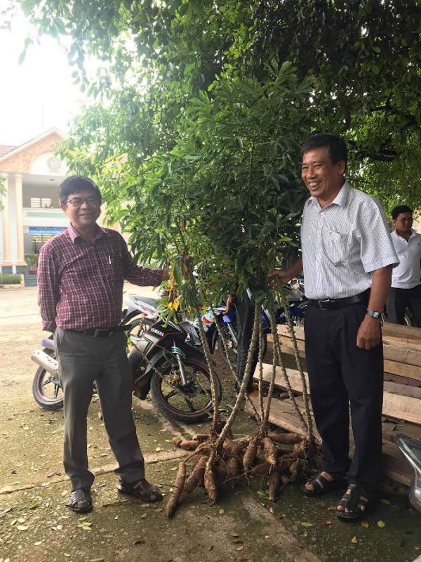 ĐỂ PHÁT TRIỂN SẮN BỀN VỮNG Ở PHÚ YÊN