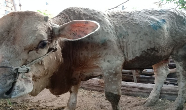 Giải pháp và cách phòng chống bệnh viêm da nổi cục trên trâu, bò hiện nay
