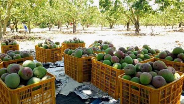 Khánh Hòa: Khó tiêu thụ xoài vì dịch Covid-19