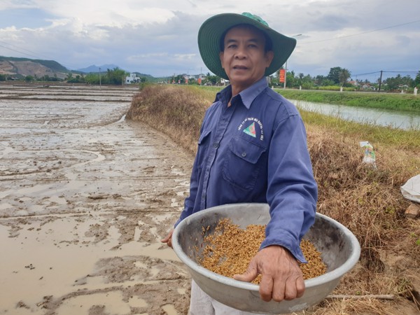 Huyện Tây Hòa: Triển khai mô hình sản xuất lúa chất lượng vụ Hè Thu năm 2021