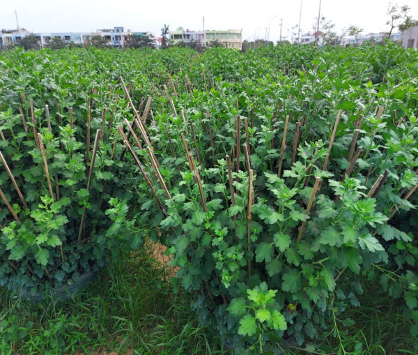 Tập trung chăm sóc hoa, cây cảnh phù hợp tình hình thực tế những ngày cuối năm