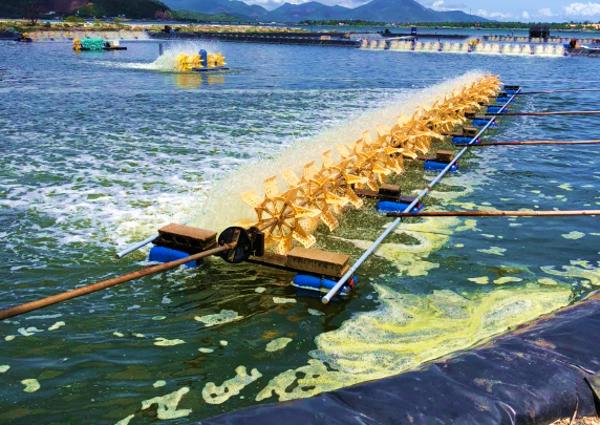 Kinh nghiệm từ thành công của mô hình nuôi tôm chân trắng trên ao nuôi lót bạt