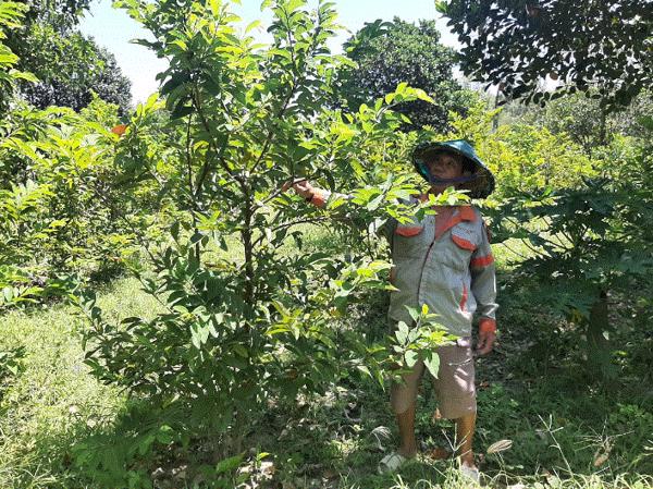 Phú Hòa: Trồng cây mãng cầu ta mang lại hiệu quả kinh tế cao