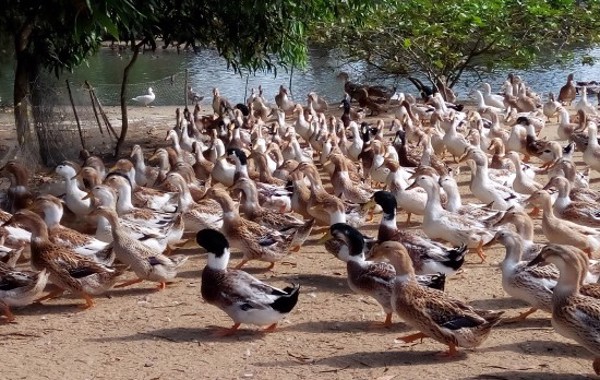 Định hướng và thực hiện tháo gỡ khó khăn hướng đến phát triển chăn nuôi gia cầm bền vững tại Phú Yên, việc không chỉ riêng ai