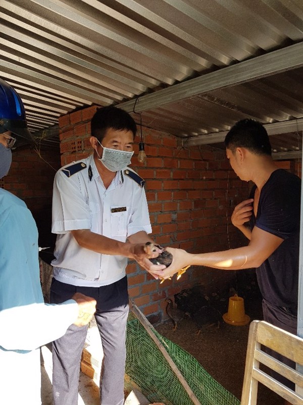 Phú Yên triển khai các biện pháp phòng chống cúm gia cầm