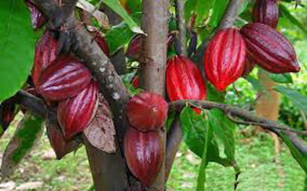 Thông tin về việc mua giống ca cao và  thu mua ca cao 