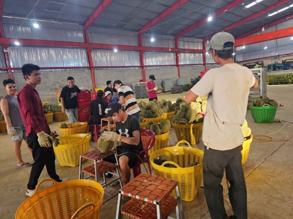 Đắk Lắk tổng vệ sinh công xưởng, loại chất cấm trong sầu riêng