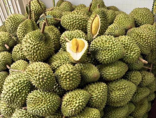 Quy trình xử lý vàng O tại kho/xưởng thu mua, đóng gói và chế biến