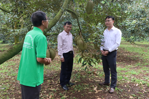 Nữ Bí thư xã livestream bán sầu riêng – Bước chuyển mạnh mẽ đưa nông sản địa phương lên không gian số