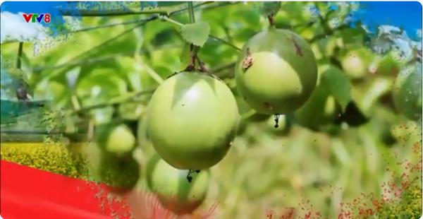 NÔNG NGHIỆP XANH : Khôi Phục Và Phát Triển Đàn Heo