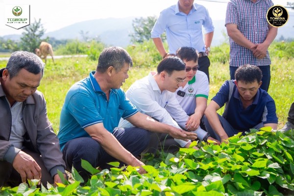 Đắk Lắk: Lời giải cho bài toán Giống Thoái hóa và nhiễm bệnh từ mô hình Sản xuất giống khoai lang Nhật Bản bằng công nghệ mô