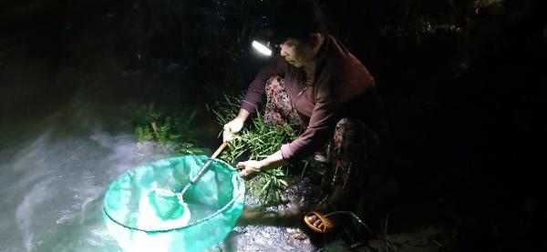 Nhộn nhịp nghề bắt cá chình giống bên đập Tam Giang