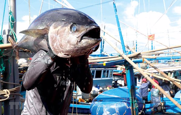 SUY NGHĨ VỀ MỘT SỐ GIẢI PHÁP NHẰM NÂNG CAO CHẤT LƯỢNG NGUYÊN LIỆU CÁ NGỪ ĐẠI DƯƠNG PHỤC VỤ CHẾ BIẾN XUẤT KHẨU