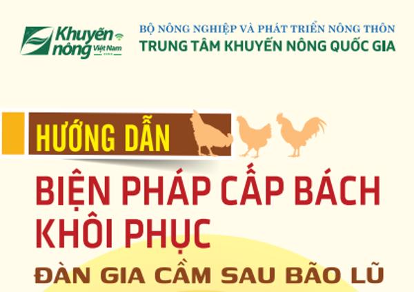 Hướng dẫn biện pháp cấp bách khôi phục đàn gia cầm sau bão lũ