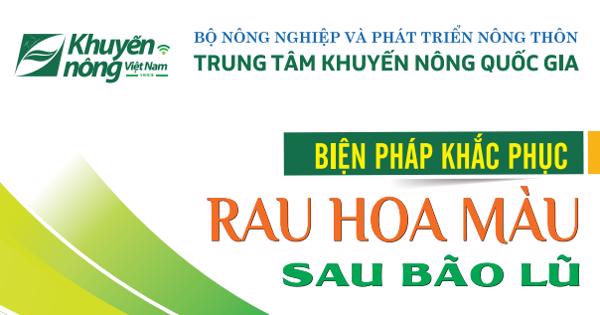 Biện pháp khắc phục rau hoa màu sau bão lũ