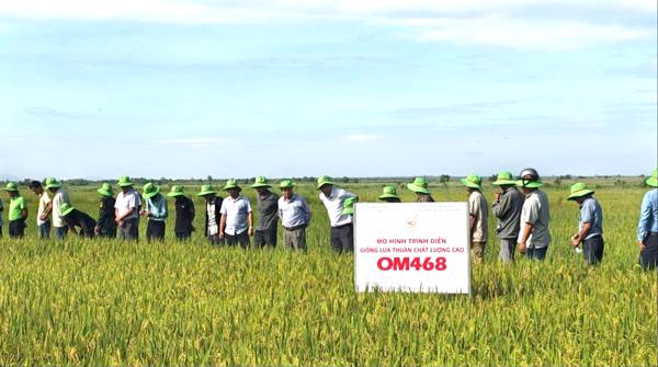 Đắk Lắk: Đánh giá mô hình trình diễn giống lúa OM 468 tại vùng biên giới Ia Lốp
