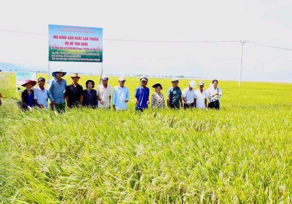 Hiệu quả từ mô hình thay đổi tập quán sản xuất lúa vụ Hè thu 2026 tại phường Phú Yên