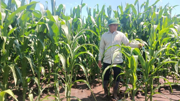 Xã Vân Hòa, tỉnh Đắk Lắk: Xây dựng chuỗi liên kết sản xuất, tiêu thụ cây ngô sinh khối 