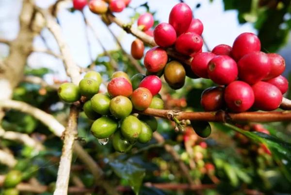 Giá cà phê, giá tiêu ngày 11/11/2025