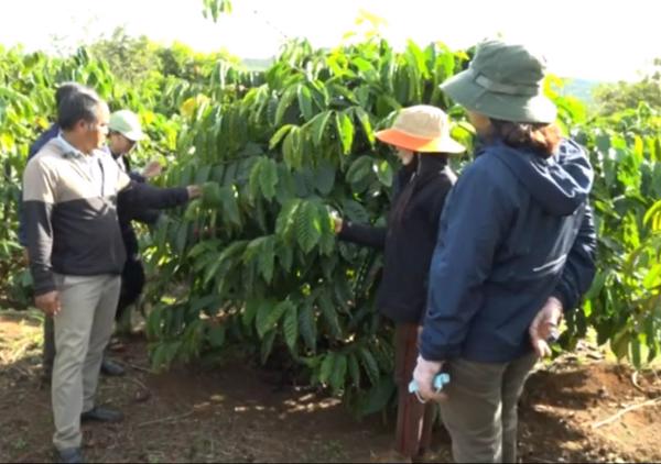 Huyện Krông Búk: Tổng kết mô hình sản xuất cà phê hữu cơ thời kì kinh doanh từ năm thứ 5 trở đi 
