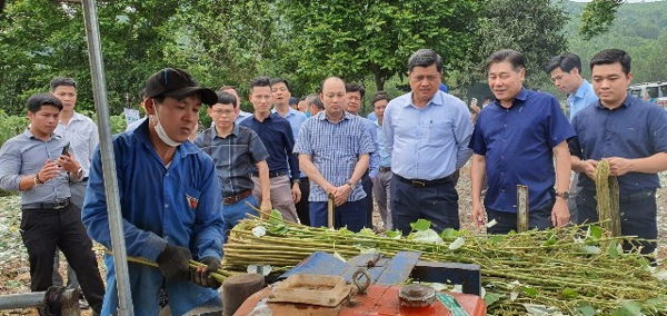 Giải pháp Phát triển sản xuất cây gai xanh làm nguyên liệu chế biến sợi, phục vụ ngành dệt may các tỉnh phía Bắc