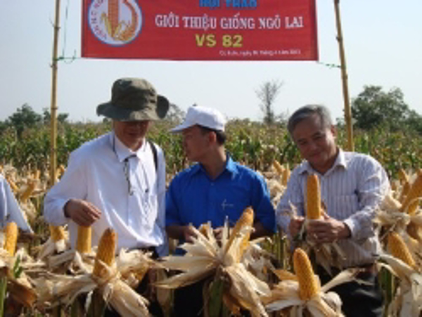 Giống ngô VS 82 và VN 595