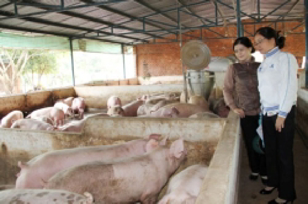  Quản lý heo đực giống trên địa bàn tỉnh: Còn nhiều khó khăn