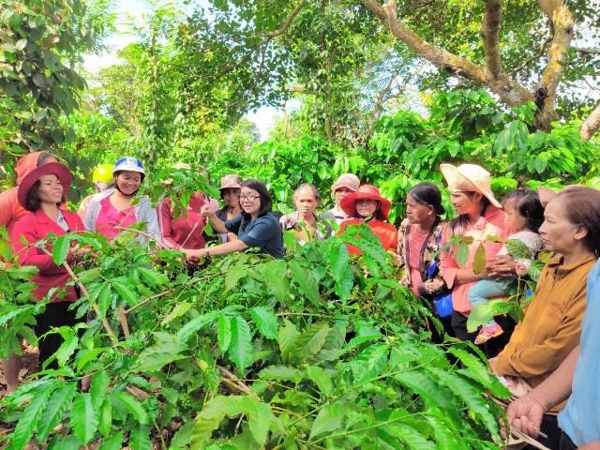 Tăng cường tổ chức tập huấn khuyến nông cho nông dân tại thực địa là phương thức hiệu quả